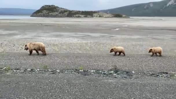 Grizzle Medvěd Maminka Mláďata Procházka Spolu Yukon Sledování Výstřel — Stock video