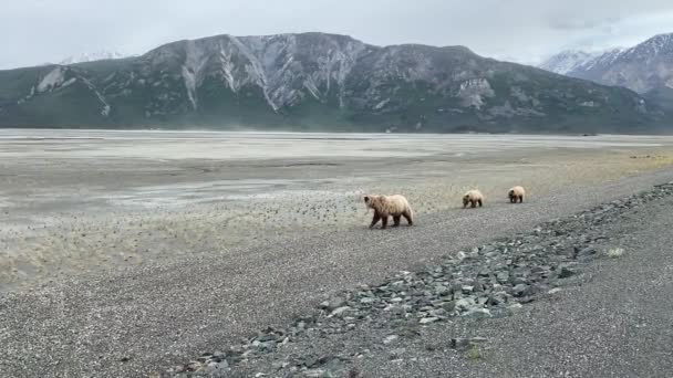 Grizzly Björn Mamma Går Med Ungar Bakom Yukon Långsökt — Stockvideo