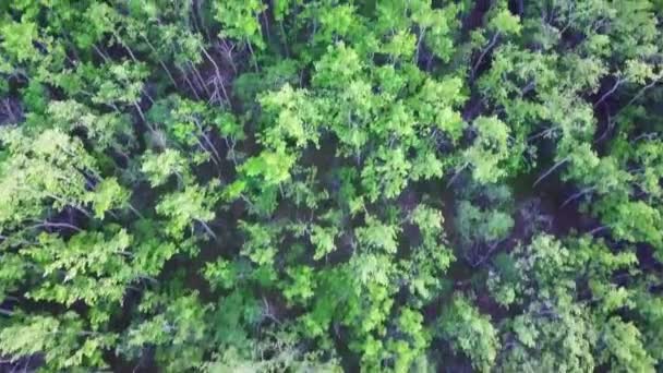 Direct Boven Het Bos Van Jonge Groene Espen Bomen Wind — Stockvideo