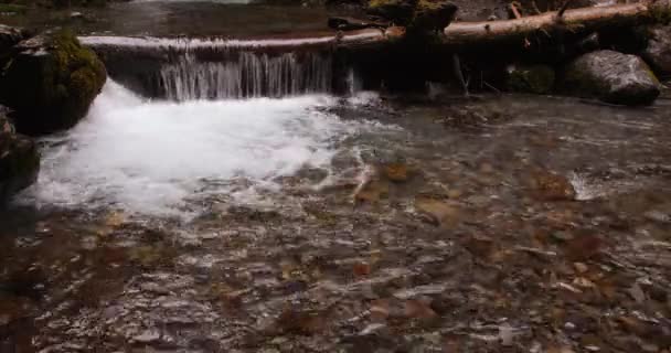 Mittlere Nahaufnahme Des Virgin Creek Der Über Einen Umgestürzten Baum — Stockvideo