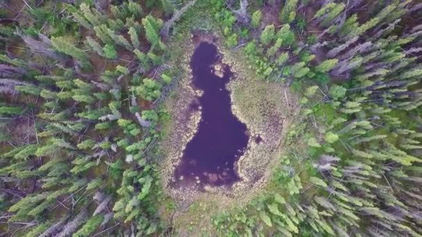Kanada Nın Vahşi Ormanlarında Küçük Uzak Yukon Göletinin Hemen Yukarısındaki — Stok video