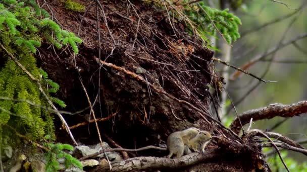 Gopher Nella Foresta Non Riesce Accoppiarsi Con Femmina Possibilità Lunga — Video Stock