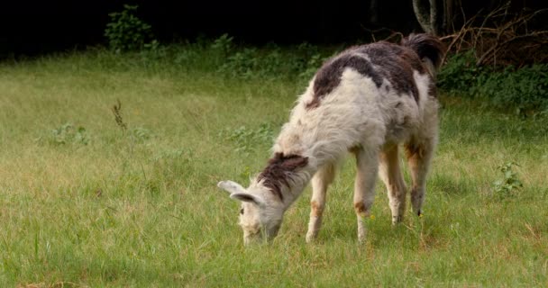 Llama Pastoreia Grama Pasto Seguida Levanta Cabeça Enquanto Mastiga Grama — Vídeo de Stock