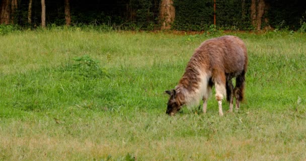 Lama Graast Gras Een Weiland — Stockvideo