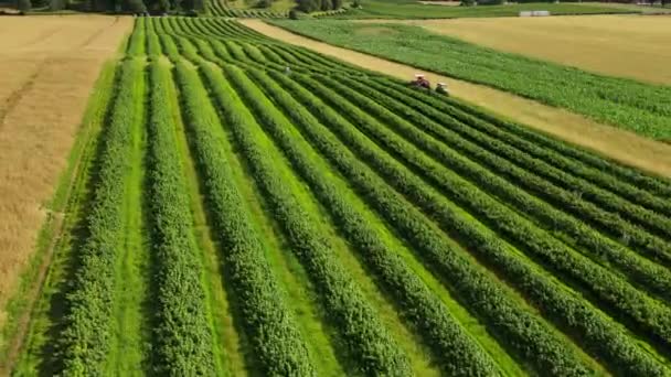 Drone Disparó Filas Plantas Mora Con Dos Tractores Lado Preparación — Vídeo de stock