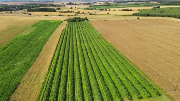 Lange Grüne Wiese Mit Reihen Von Brombeerpflanzen Der Landschaft Drohnenaufnahmen — Stockvideo