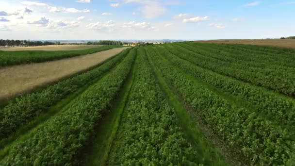 Campo Verde Longo Plantação Amora Preta Dia Ensolarado Linhas Plantas — Vídeo de Stock