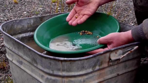 Gold Panning Prospecting Business Success Golden Nuggets Picked Green Trap — Stock Video