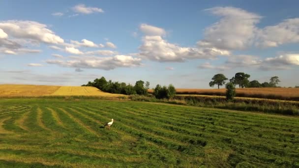 Uma Cegonha Branca Preta Caminhando Procurando Comida Meio Campo Verde — Vídeo de Stock