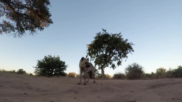 Gespot Hyena Walking Twilight Dusty Road Ren Weg Van Candid — Stockvideo