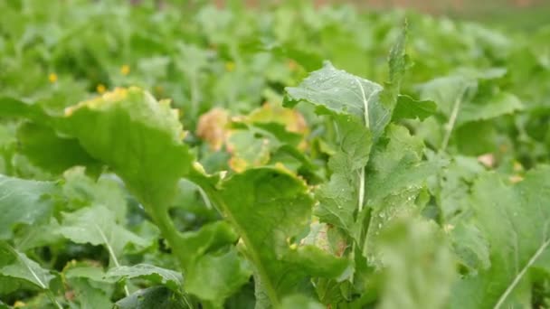 Damlacıklarıyla Yaprak Sebzeleri Yakın Çekim — Stok video