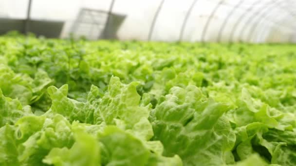 Close Shot Salată Verde Seră Ferma Legume — Videoclip de stoc