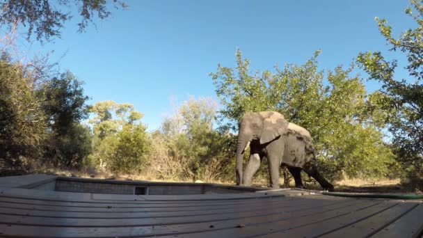 Elefante Africano Que Bebe Agua Pequeña Piscina Frente Del Chalet — Vídeos de Stock