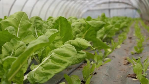 温室内のさまざまな成長の段階で葉野菜のショットを閉じる — ストック動画