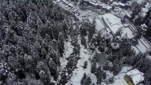 Aerial Flyby Shot Beas River Splitting Old Manali Huge Pine — Stock Video