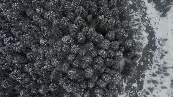 Büyük Çam Ağacı Ormanı Beas Nehri Nin Kış Aylarında Yoğun — Stok video