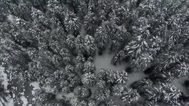 Letecký Shora Dolů Záběr Nad Velké Borovice Pokryté Bílými Sněhovými — Stock video