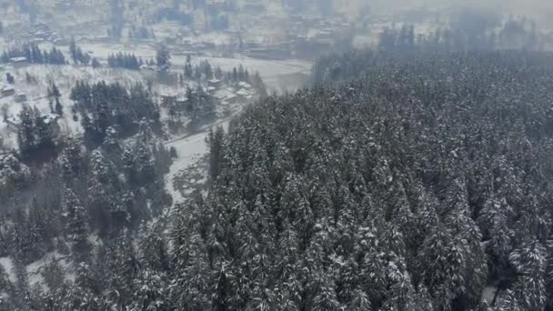Büyük Çam Ağaçları Beas Nehri Kış Aylarında Bir Dronla Vurulan — Stok video
