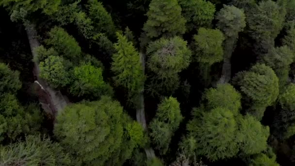 空中ドリーフォワードティルト4Kのドローンで撮影された丘の大きなパインの木からDharamkot町のショットを明らかにします — ストック動画