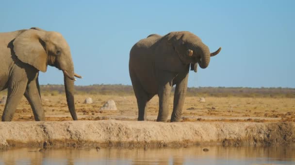 Large Male African Elephant Walks Riverbank Drinks Water Cool — Stock Video