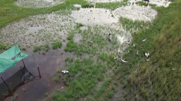 Взлетают Летают Над Рисовыми Плантациями Буйволиным Полем — стоковое видео