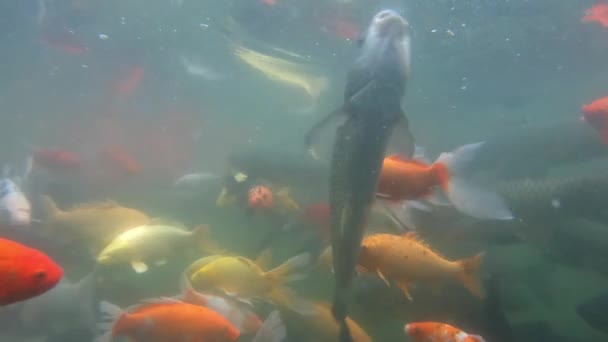 Podwodny Klip Wideo Kolorowymi Złotymi Czerwonymi Pomarańczowymi Żółtymi Rybami Pływającymi — Wideo stockowe