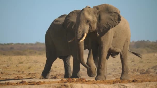 Deux Taureaux Éléphant Afrique Traversant Savane Sèche Vers Caméra Mouvement — Video