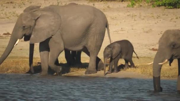 Uma Elefante Africana Fêmea Sua Bezerro Bebem Rio Chobe Com — Vídeo de Stock