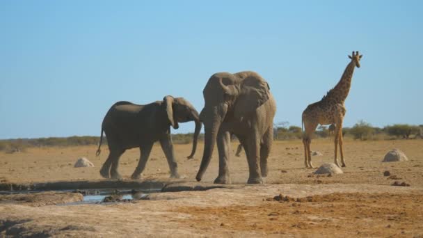 Two African Elephants Marching Edge Watering Hole Giraffe Background Nxai — Stock Video