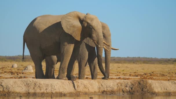 Super Lento Elefante Africano Salpicando Agua Sobre Mismo Parque Nacional — Vídeos de Stock