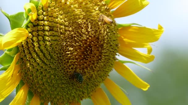 Sonnenblumen Und Fliegende Bienen Aus Nächster Nähe Tokio Japan — Stockvideo