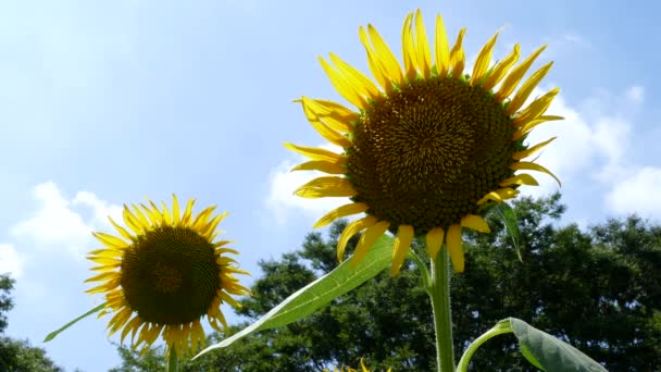 Girasol Cielo Azul Tokio Japón — Vídeos de Stock