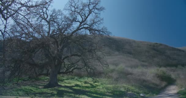 Egy Csendes Nap Kaliforniai Agoura Hillsben Egy Magányos Ringatózik Szelíd — Stock videók