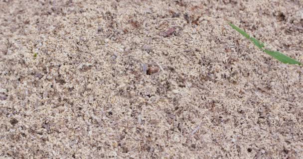 Medium Close Shot Agitated Ants Swarm Out Quiet Anthill Defensively — Vídeo de Stock
