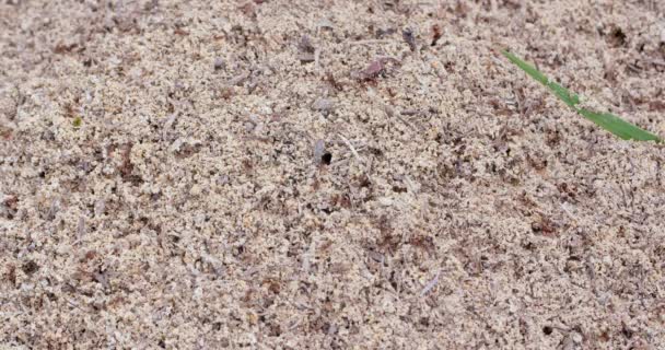 Střední Záběr Mnoha Rozrušených Mravenců Plazících Povrchu Mraveniště — Stock video