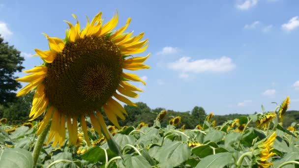 Sunflower Fields Tokyo Japan — Stock Video