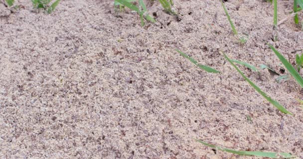Sessiz Bir Karınca Yuvasının Orta Büyüklükte Bir Görüntüsü Sonra Birçok — Stok video