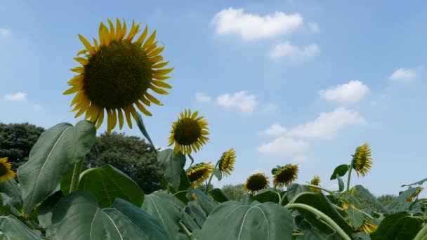 Câmpurile Floarea Soarelui Din Tokyo Japonia — Videoclip de stoc