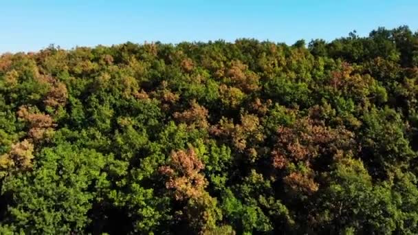 Vue Ariale Montagne Severni Kucaj Serbie Drone Survolant Forêt Jusqu — Video