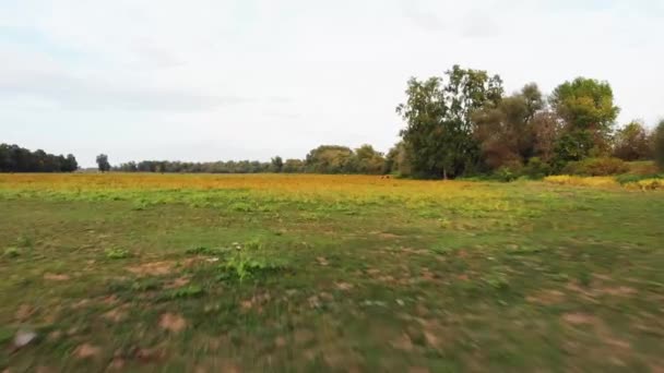 Flygdrönare Skott Tidig Höst Fält Flyger Längs Ängen Till Kor — Stockvideo