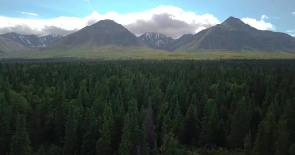 Působivé Letní Let Nad Zeleným Stromem Hustý Les Směrem Yukon — Stock video