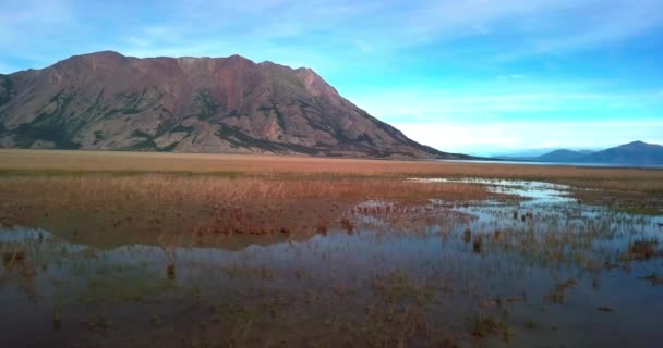 反射水の草の植生と明るい青空の日に羊の山の範囲の風光明媚な景色を持つ浅いクルアーン湖の上に美しい夏の後方飛行 カナダ オーバーヘッド航空 — ストック動画