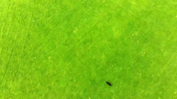 Luftaufnahme Von Schwarzem Labrador Hund Der Einen Stock Einem Grünen — Stockvideo