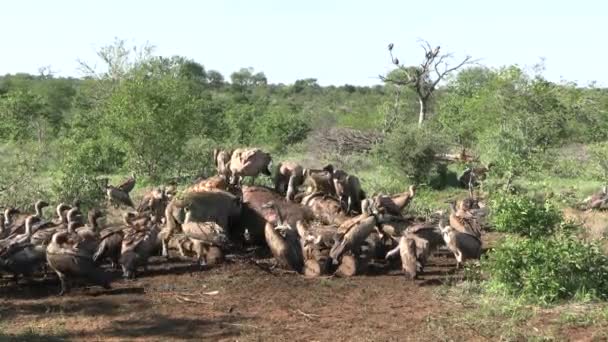 Hyena Flock Vultures Eating Flesh Dead Giraffe Animals Wildlife Kruger — Stock Video