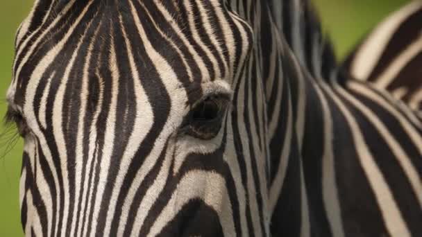 Vooraanzicht Close Van Zebra Ogen Gezicht Addo Park Zuid Afrika — Stockvideo