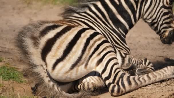 南アフリカのAddo Parkの乾燥したサバンナで休息している1人のゼブラフォールの閉鎖 — ストック動画