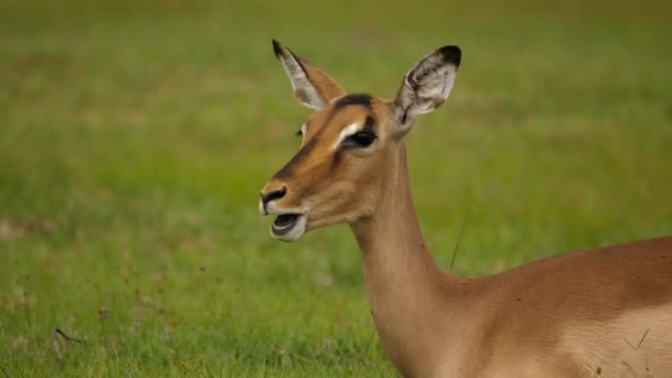 Primer Plano Del Antílope Hembra Impala Regurgitando Masticando Señal Parque — Vídeos de Stock