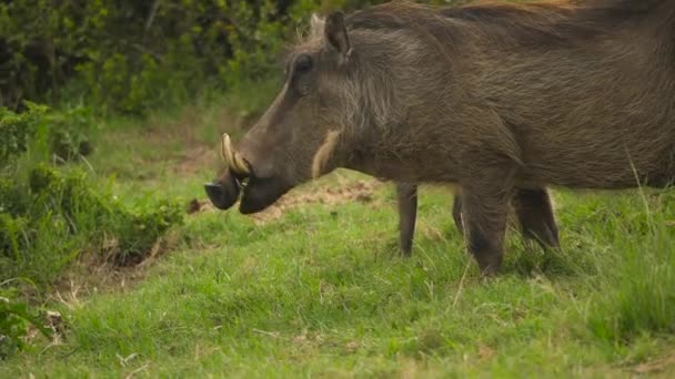 Profil Záběru Warthogů Pasoucích Pastvinách Národního Parku Addo Jižní Africe — Stock video