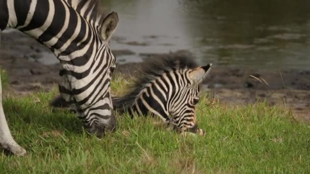 Zebra Potro Descansando Los Pastizales Addo Park Junto Madre Sudáfrica — Vídeos de Stock