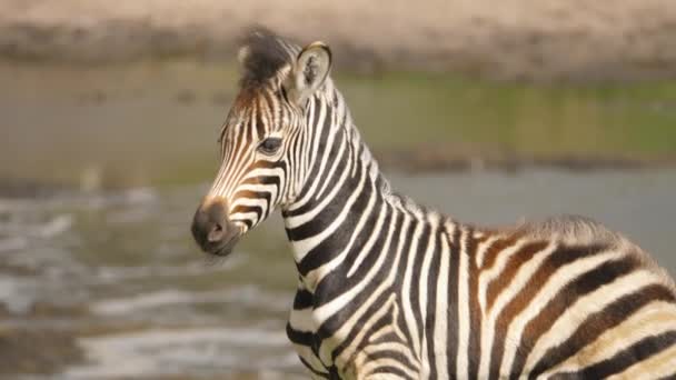 Dramatischer Clip Eines Jugendlichen Zebras Das Auf Einem Grasbewachsenen Hügel — Stockvideo